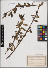Foto von Salix fragilis L.